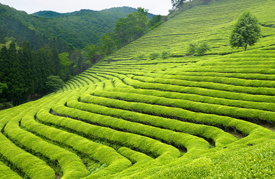 Çaycı Baba çay tarlaları ve ürün görseli